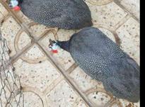 یک جفت مرغ شاخدار یکساله به شرط تخم در شیپور-عکس کوچک