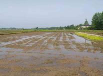 زمین کشاورزی 1000 متر،کیسم در شیپور-عکس کوچک