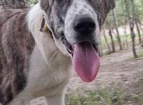 توله سگ خراسانی در شیپور-عکس کوچک