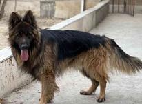 سگ ژرمن نر و ماده اصیل در شیپور-عکس کوچک