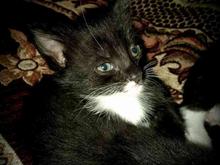 واگذاری3بچه گربه زیباوباهوش‌‌‌وبازیگوش‌وبسیاردست‌آموز اصیل در شیپور