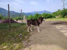 سگ نژاد هاسکی در شیپور
