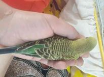 مرغ عشق دستی در شیپور-عکس کوچک