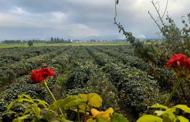 فروش وتهاتر ویلاباغ کیوی/ سندتکبرگ 18000 متر