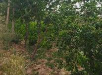 باغ انگور نیم هکتار در شیپور-عکس کوچک