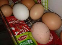 تخم مرغ محلی در شیپور-عکس کوچک