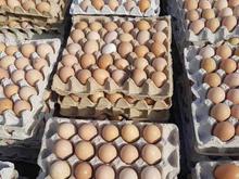 تخم مرغ خوراکی گلپایگان در شیپور