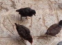 جوجه مرغ محلی در شیپور-عکس کوچک