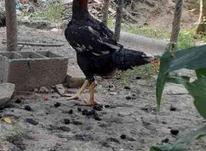 مرغ لاری جوان در شیپور-عکس کوچک