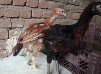دوتا جوجه خروس 2 ماهه در شیپور-عکس کوچک