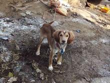 سگ شکاری سترالمان 6 ماهه در شیپور