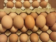 تخم مرغ محلی طبیعی در شیپور