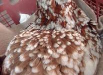 مرغ گلین کرچ اصیل در شیپور-عکس کوچک