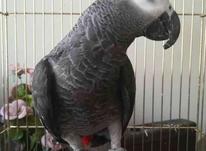 فایل صوتی آموزش طوطی کاسکو مرغ مینا در شیپور-عکس کوچک