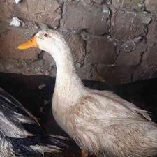 اردک بالغ سه کیلویی وغاز بالغ در شیپور
