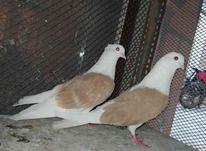 پنج عدد کبوتر در شیپور-عکس کوچک