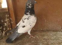 کبوتر پاکستانی در شیپور-عکس کوچک