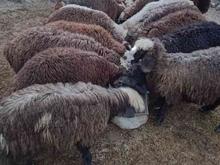 15عددبره و3 عدد گوسفند بره داربفروش میرسد در شیپور
