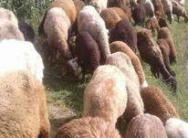 گوسفند داشتی مارو بره شکم اول در شیپور-عکس کوچک