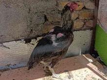 یک جفت مرغ وخروس لاری در شیپور