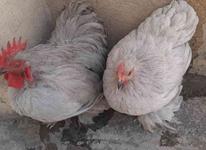 مرغ خروس گوشین در شیپور-عکس کوچک