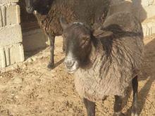 گوسفند رومانوف اصل چند قلوزا در شیپور