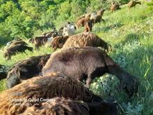 گوسفند افشار در شیپور
