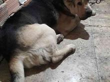سگ آدمگیر نر در شیپور