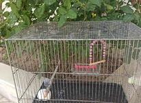 قفس برای طوطی در شیپور-عکس کوچک