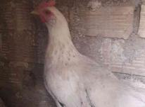 مرغ تخم گزار عالی و سرحال در شیپور-عکس کوچک