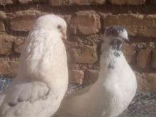 کبوتر بلند دوتا سفید و ماده سبز در شیپور