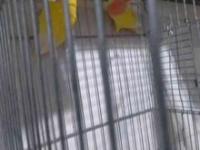 یک جفت طوطی برزیلی مولد در شیپور