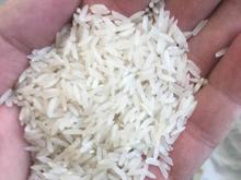 برنج دم سیاه محلی در شیپور