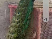 فروش طاووس مصری در شیپور
