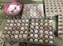 فروش تخم مرغ محلی در شیپور-عکس کوچک