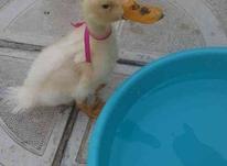 اردک تربیت شده سه ماهه در شیپور-عکس کوچک