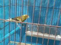 قناری نر و سهره زرد در شیپور-عکس کوچک