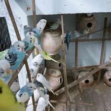 20عدد مرغ عشق سالم و سرحال در شیپور
