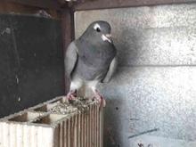 کبوتر دمگیر وقفس در شیپور