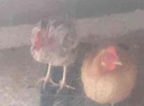 فروش یک عدد خروس و دو عدد مرغ در شیپور-عکس کوچک