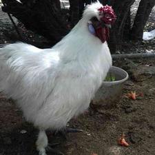 مرغ و خروس ابریشمی تخم گذار در شیپور