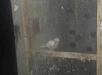 جوجه کبوتر سینلی در شیپور-عکس کوچک