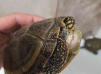 لاکپشت دوزیست در شیپور-عکس کوچک