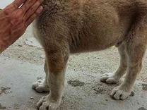 سگ نژاد افغان اصیل 2ماهش در شیپور