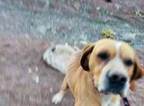 سگ پوینتر نر انگلیسی در شیپور-عکس کوچک
