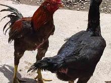 مرغ و خروس لاری در شیپور