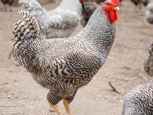 فروش تخم نطفه دار مرغ انواع نژاد ها در شیپور