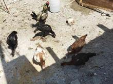 فروش مرغ و خروس در شیپور