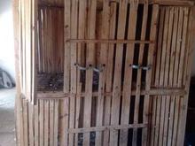 فقس خروس بهترن قفس در شیپور