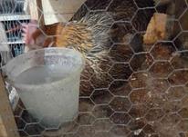 فروش فوری دوتا مرغ و نوچه در شیپور-عکس کوچک
